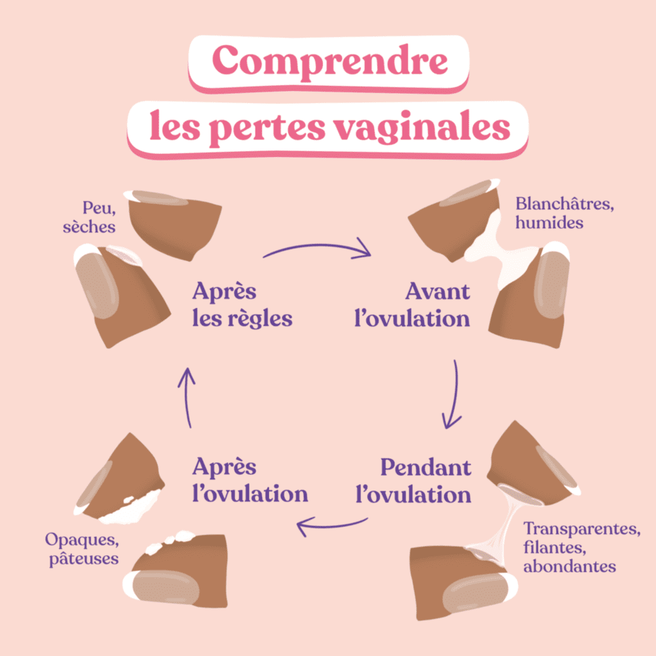 Schéma du cycle des pertes vaginales